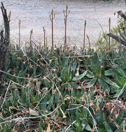 Feb 21 - Aloe Vera getting ready to bloom! The hummingbirds will be happy.